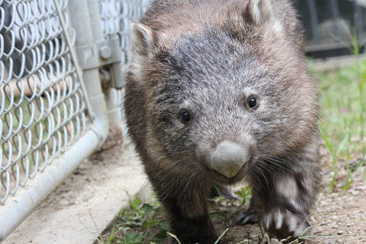wombat_zoo.jpg